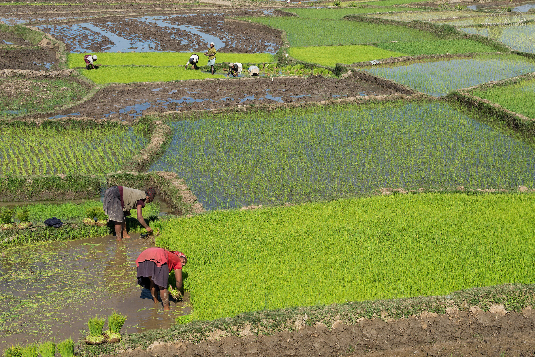 Antsirabe - Planting rice seedlings In November the rice seedlings are planted out in the embanked paddy fields. At the end of December the rain season will start and the harvest will take place from April to June. Stefan Cruysberghs